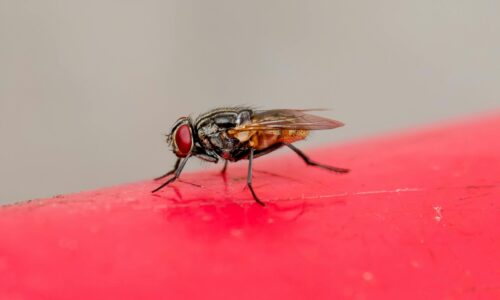 5 Proven Ways to Keep Pests Out of Your House This Fall